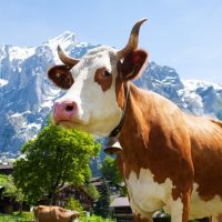 Chocolate Tours